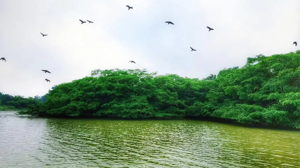 廣東新會小鳥天堂國家濕地公園.jpg